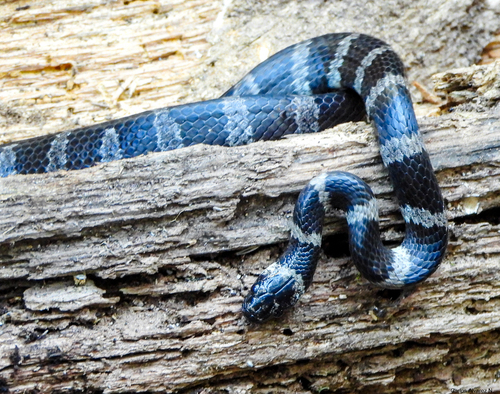Photo of a Fischer's Snail-eating Snake (Tropidodipsas fischeri)