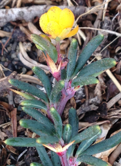 Berberis empetrifolia