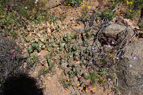 Image of Mesembryanthemum sladenianum by (c) Tony Rebelo, some rights reserved (CC BY-SA)