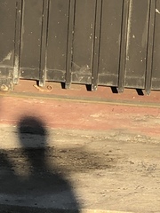 Leiocephalus carinatus