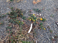 Berberis empetrifolia