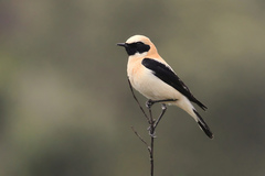 Oenanthe hispanica