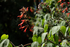 Salvia gesneriiflora