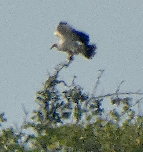 Palm-nut Vulture