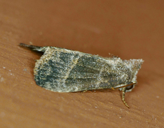 Ogdoconta altura