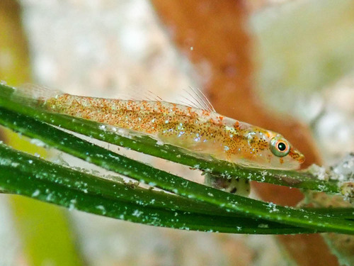 Bilobed ghostgoby (Pleurosicya bilobata) — Gobiidae — 2