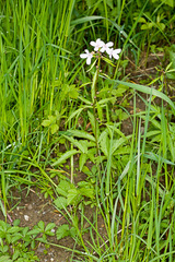 Cardamine bulbifera
