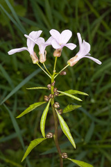 Cardamine bulbifera