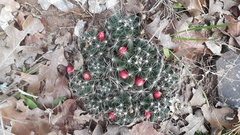 Escobaria missouriensis