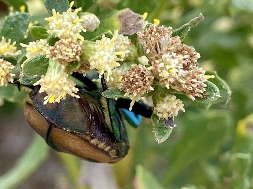 iNaturalist observation photo of Figeater Beetle