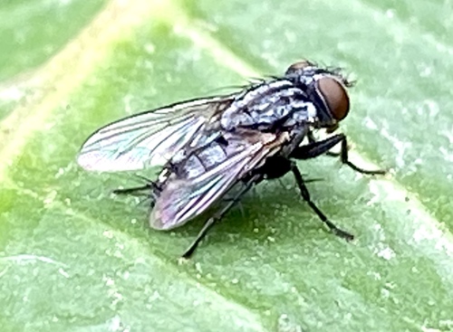 iNaturalist observation photo of Bot Flies, Blow Flies, and Allies