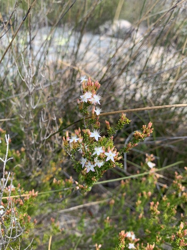 Calytrix tetragona observed 2023-09-17
