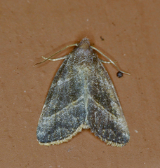 Ogdoconta altura