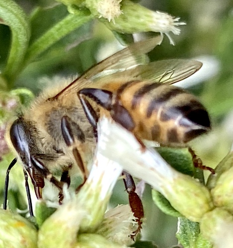 iNaturalist observation photo of Western Honey Bee