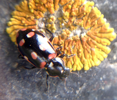 Eriopis magellanica