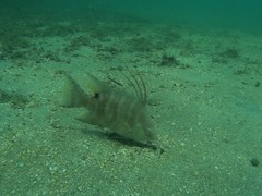 Lachnolaimus maximus