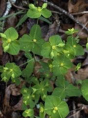 Euphorbia roemeriana
