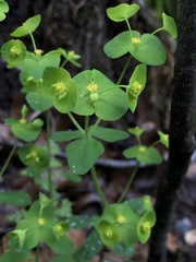 Euphorbia roemeriana