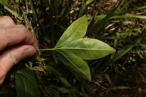 Image of white euodia by (c) Greg Tasney, some rights reserved (CC BY-SA)