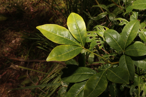 Image of White Euodia (Melicope micrococca) by (c) Greg Tasney, some rights reserved (CC BY-SA)