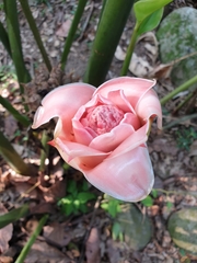 Etlingera elatior
