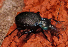 Sphaeroderus stenostomus lecontei