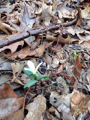 Trillium nivale