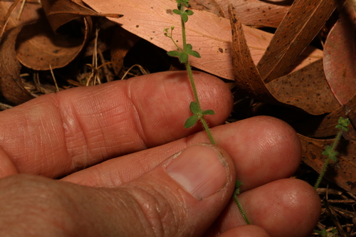 Image of Galium leptogonium by (c) Greg Tasney, some rights reserved (CC BY-SA)