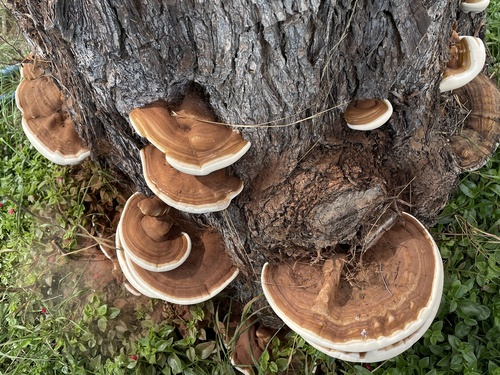 Ganoderma polychromum