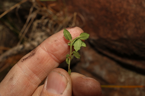 Image of Gonocarpus teucrioides by (c) Greg Tasney, some rights reserved (CC BY-SA)