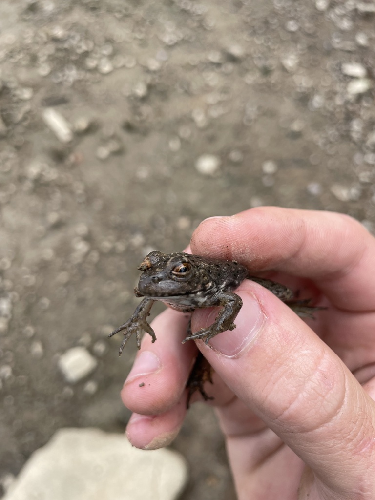 Frogs and Toads from Land Between the Lakes National Recreation Area