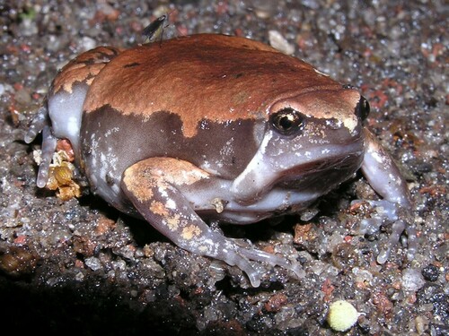 Sheep Frog