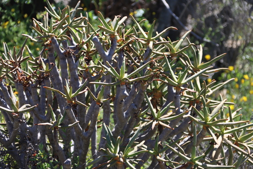 Image of Aloidendron ramosissimum by (c) Tony Rebelo, some rights reserved (CC BY-SA)