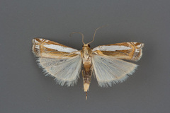 Crambus cyrilellus