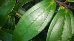 Satyria warszewiczii