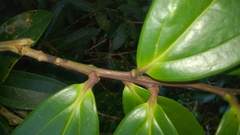 Satyria warszewiczii