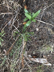 Spiranthes magnicamporum