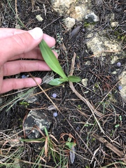 Spiranthes magnicamporum