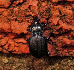 Sphaeroderus stenostomus lecontei