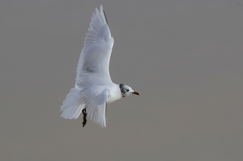 Mediterranean Gull