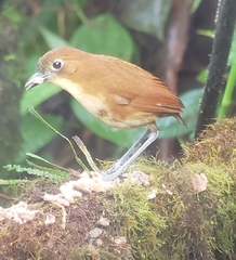 Grallaria flavotincta