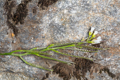 Cardamine resedifolia