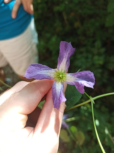 Image of Clematis viticella by (c) Sylvain Gérard, some rights reserved (CC BY)