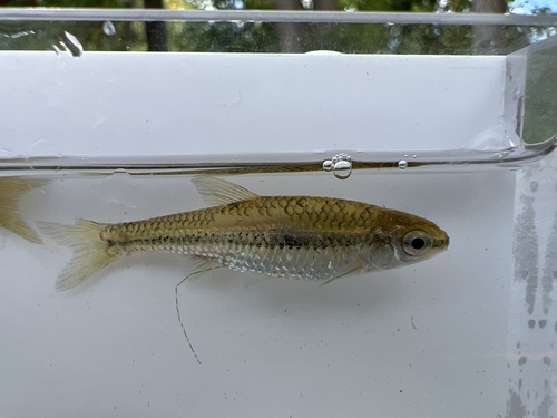 Pugnose shiner (Notropis anogenus) — Cyprinidae