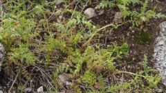 Eucrypta chrysanthemifolia bipinnatifida