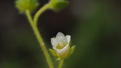 Eucrypta chrysanthemifolia bipinnatifida