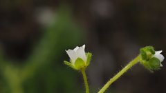 Eucrypta chrysanthemifolia bipinnatifida