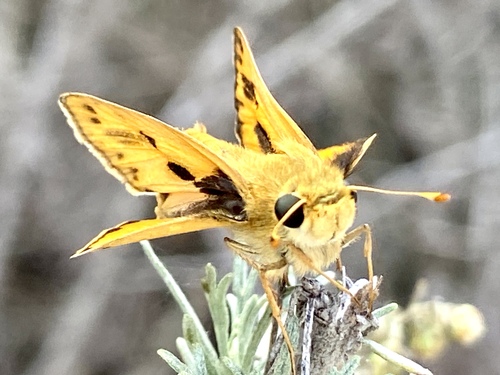 iNaturalist observation photo of Fiery Skipper