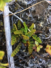 Anisotome flexuosa