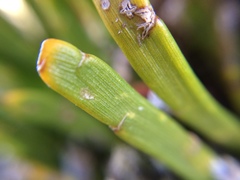 Carmichaelia corrugata